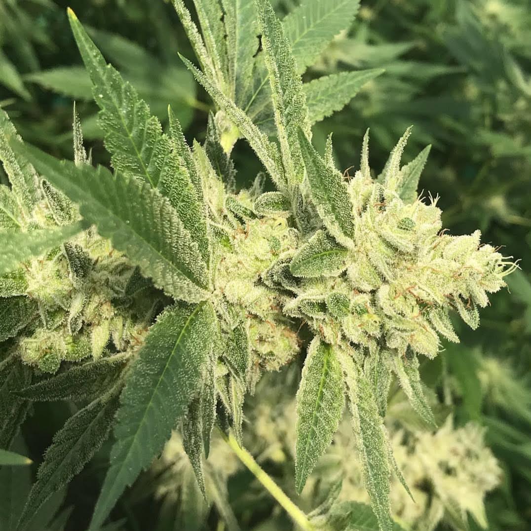 SWEET AND SAVOURY 10pc sticker pack reg