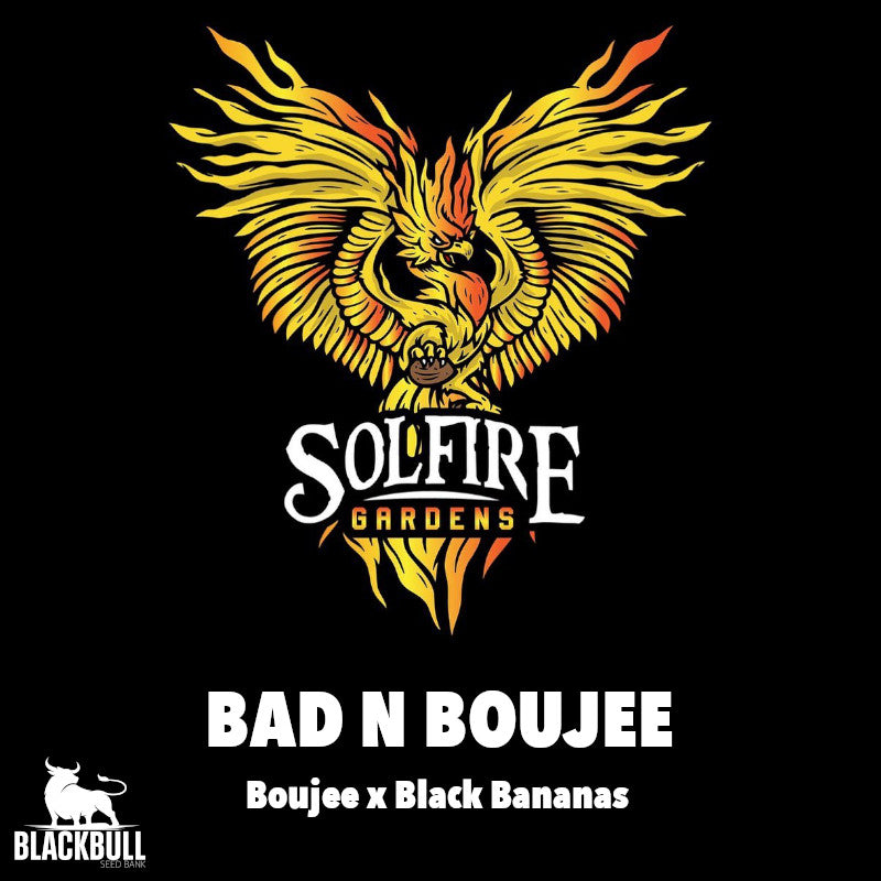 BAD N BOUJEE 12pc sticker pk reg