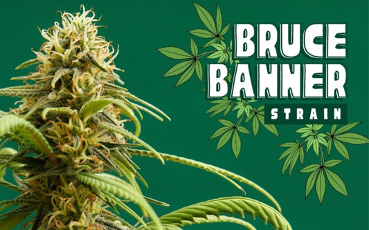 BRUCE BANNER #3 5PC sticker pack fem