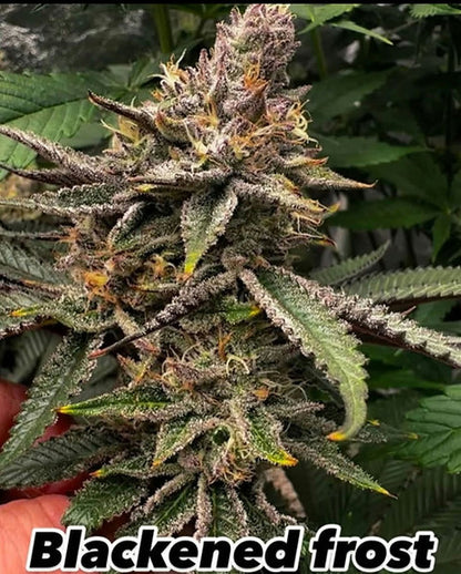 BLACKEN FROST F3
