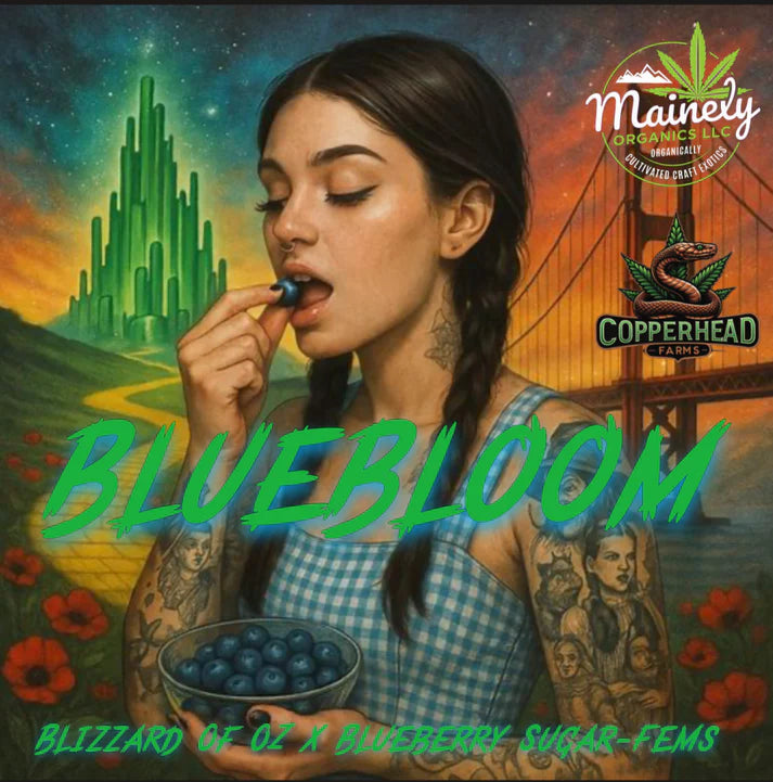 BLUEBLOOM 10pc sticker pack fem