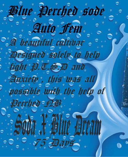 BLUE PERCHED SODA 3pc sticker pack auto