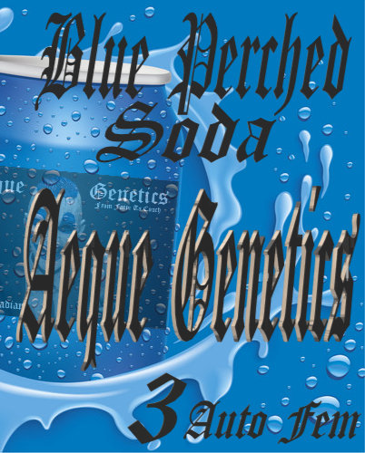 BLUE PERCHED SODA 3pc sticker pack auto