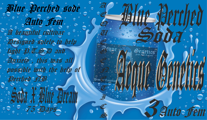 BLUE PERCHED SODA 3pc sticker pack auto