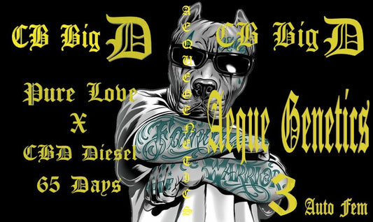 CB BIG D  3pc sticker pack auto