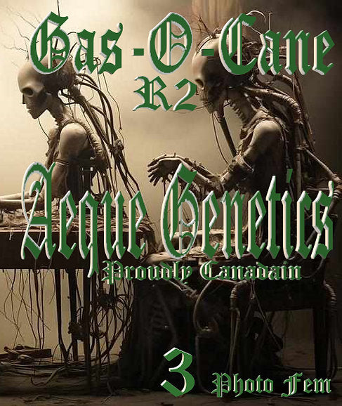 GAS'O'CANE R2 3pc sticker pack fem