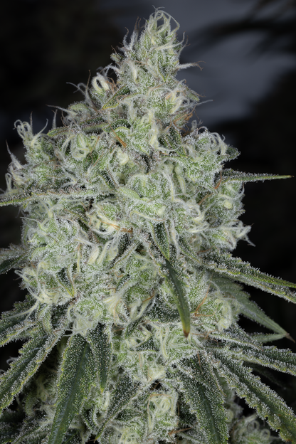 HONEY PEACH PIE 3pc sticker pack (f)