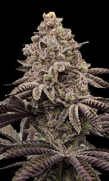 GARRYS BARRIES 4 STICKER PACK (f)