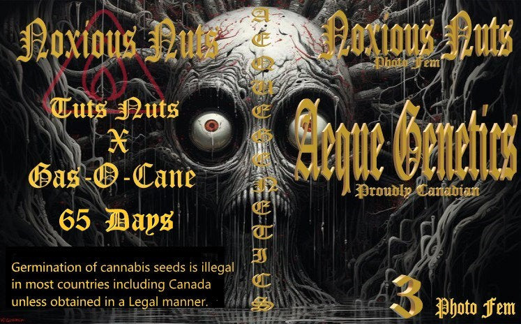 NOXIOUS NUTS 3pc sticker pack fem