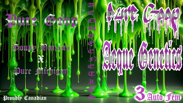 PURE GOOP 3pc sticker pack auto