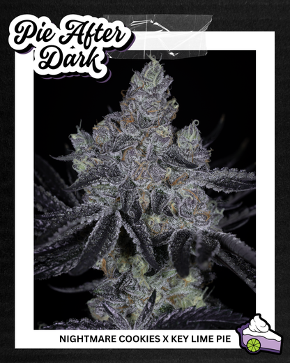 PIE AFTER DARK 3pc sticker pack (f)