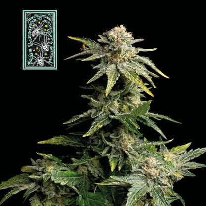 WHITE WIDOW FAST 3PC sticker pack
