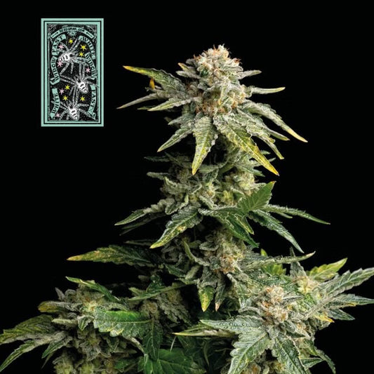 WHITE WIDOW FAST 3PC sticker pack