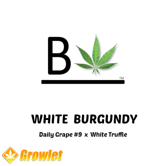 WHITE BURGUNDY 10pc sticker pack (f) BELEAF