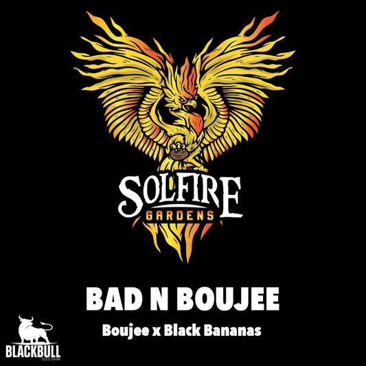 BAD N BOUJEE 12pc sticker pk reg