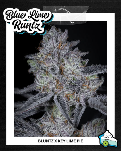 BLUE LIME RUNTZ 3pc sticker pack (f)