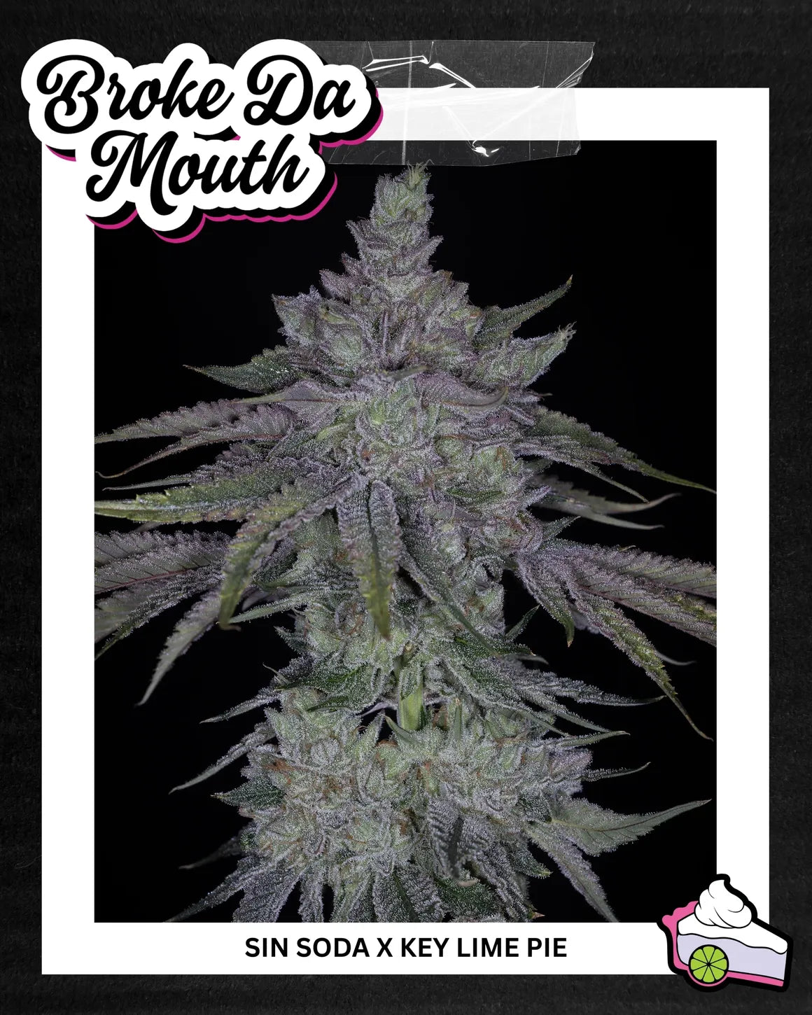 BROKE DA MOUTH 3pc sticker pack (f)