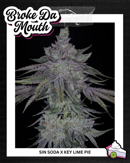 BROKE DA MOUTH 3pc sticker pack (f)