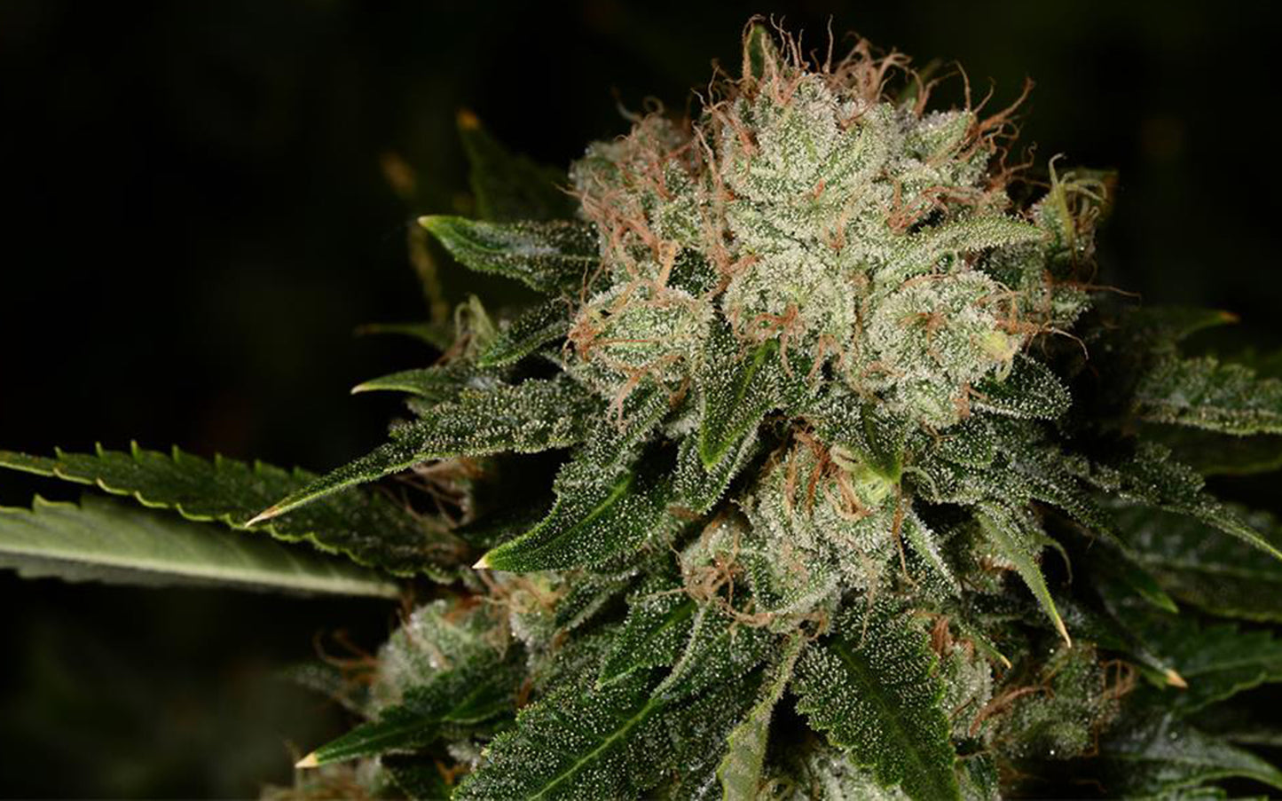 BRUCE BANNER #3 5PC sticker pack fem