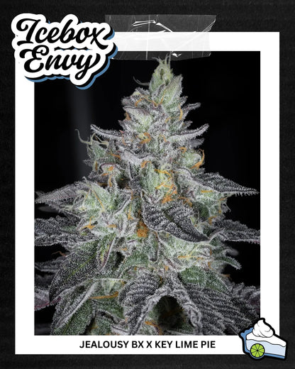 ICEBOX ENVY 3pc sticker pack (f)