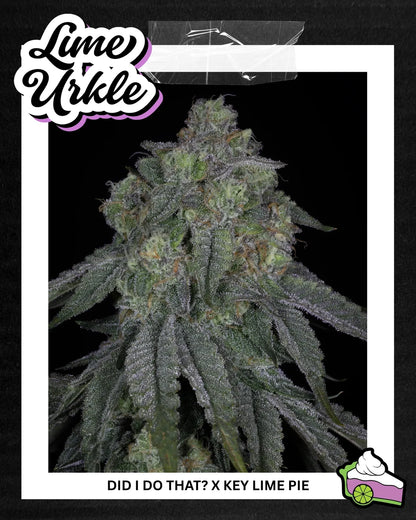 LIME URKLE 3pc sticker pack (f)